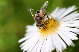 hoverfly, insect, aster