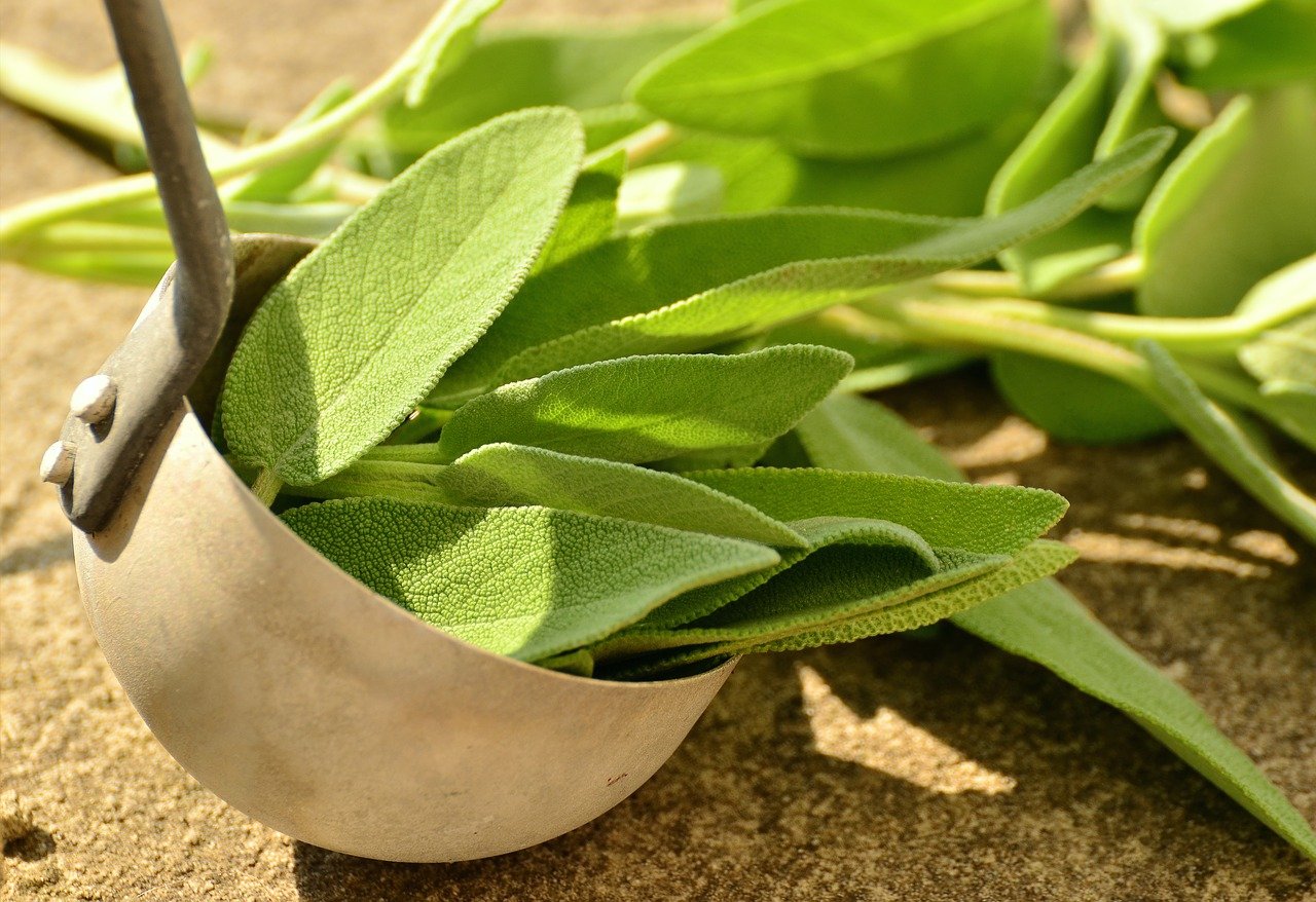 sage, herbs, culinary herbs